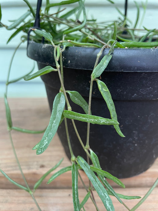 String of Needles