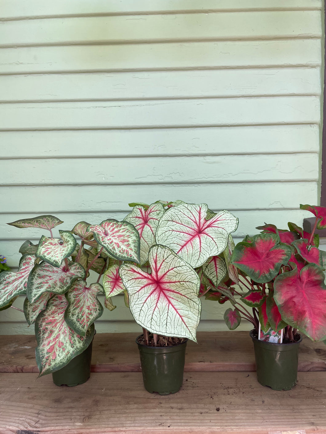 indoor caladium plant Caladium