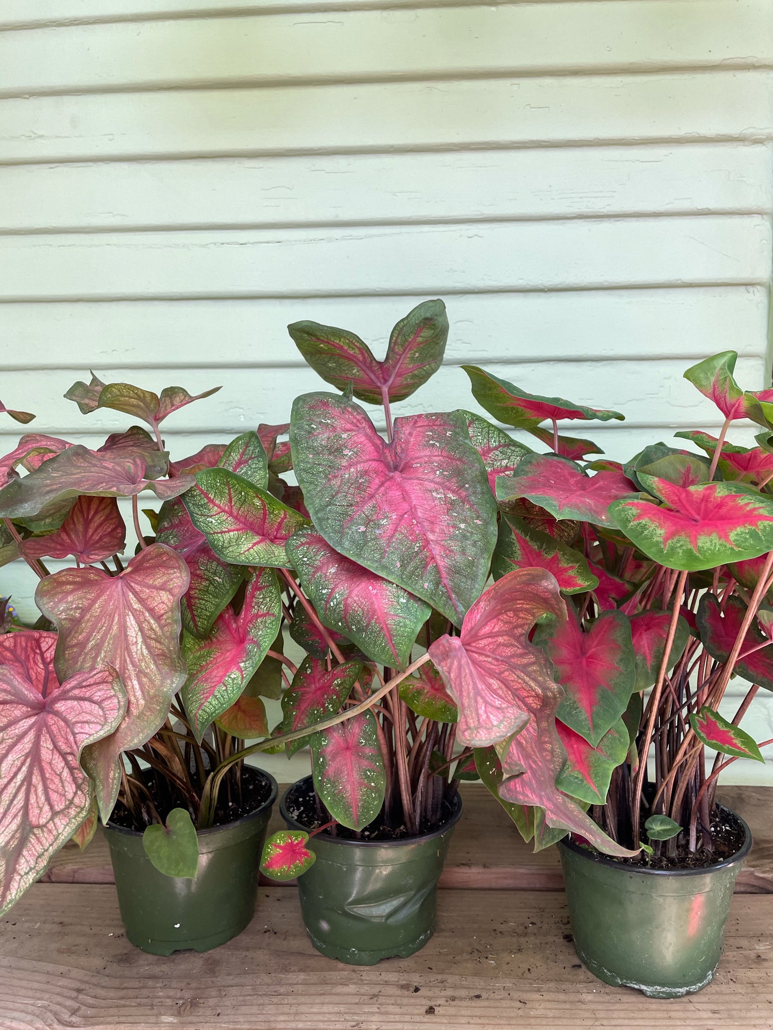 caladium as indoor plants Caladium