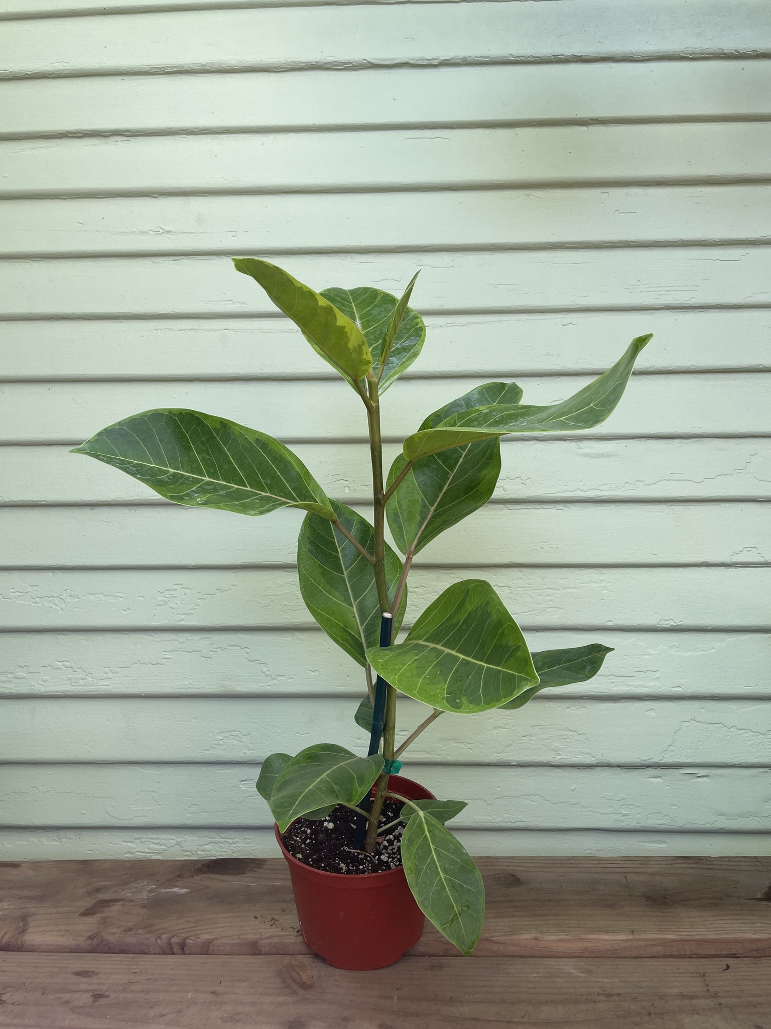 ficus altissima indoor plant Ficus altissima 'Yellow Gem'