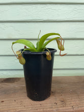 Load image into Gallery viewer, Nepenthes sp. &quot;Pitcher Plant&quot;