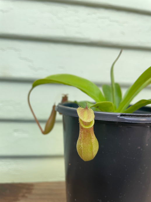 Nepenthes sp. 