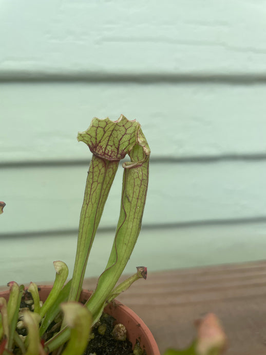 Sarracenia sp. 