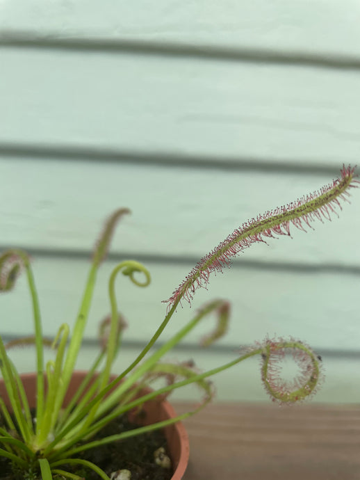 Drosera sp. 