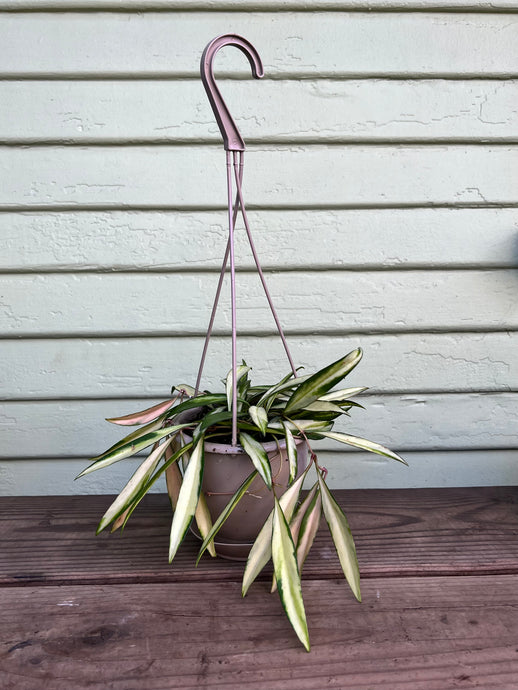 Hoya wayetii - variegated