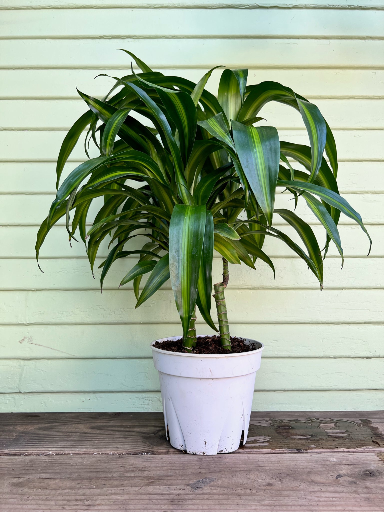 hawaiian dracaena care Dracaena Hawaiian Sunshine
