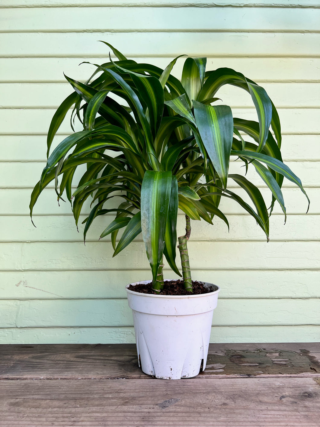 dracaena hawaiian Dracaena Hawaiian Sunshine