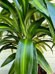 hawaiian sunshine dracaena plant Dracaena Hawaiian Sunshine