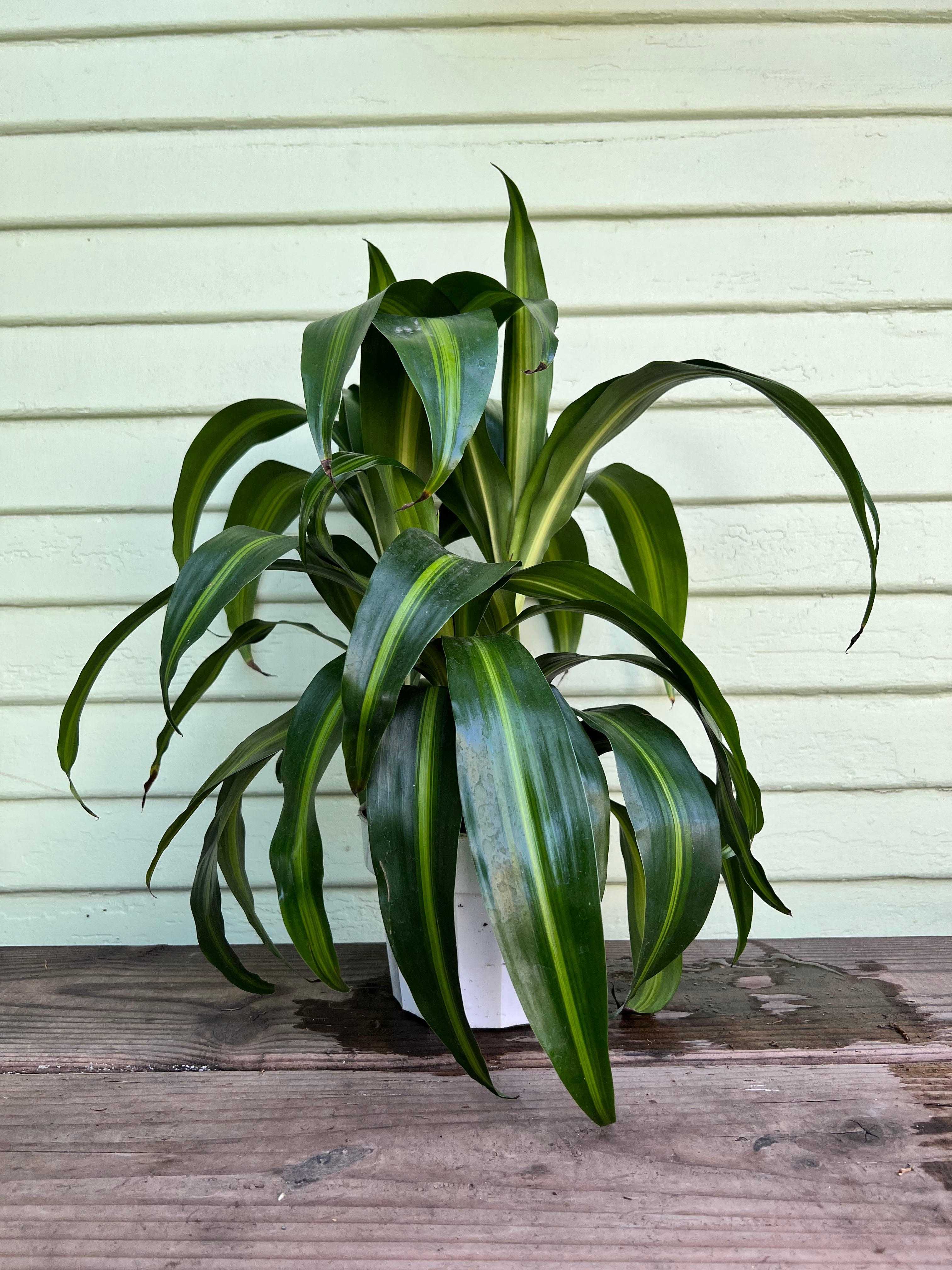 Dracaena Fragrans - 'Hawaiian Sunshine' - 24cm Pot - Altura 130-140cm