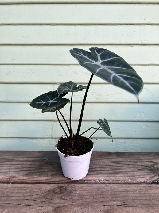 Alocasia Ebony