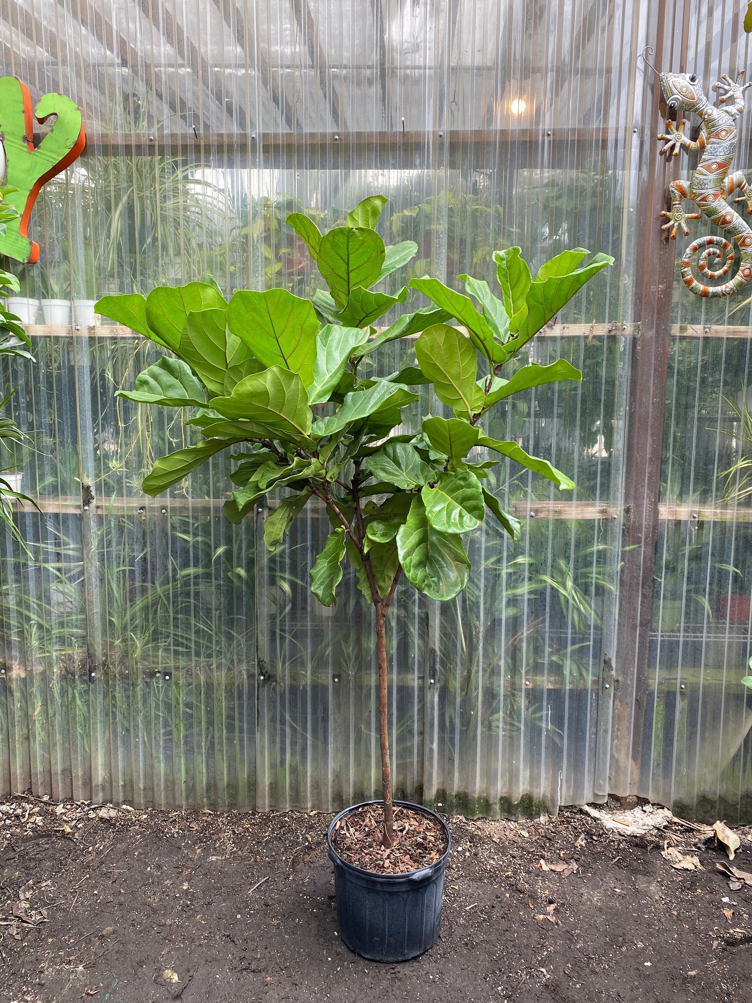 fiddle leaf fig cactus soil Fiddle Leaf Fig | Ficus Lyrata