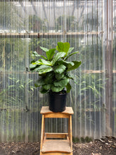Load image into Gallery viewer, Fiddle Leaf Fig - Column - Mickey Hargitay Plants