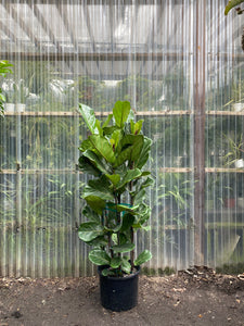 Fiddle Leaf Fig - Column - Mickey Hargitay Plants