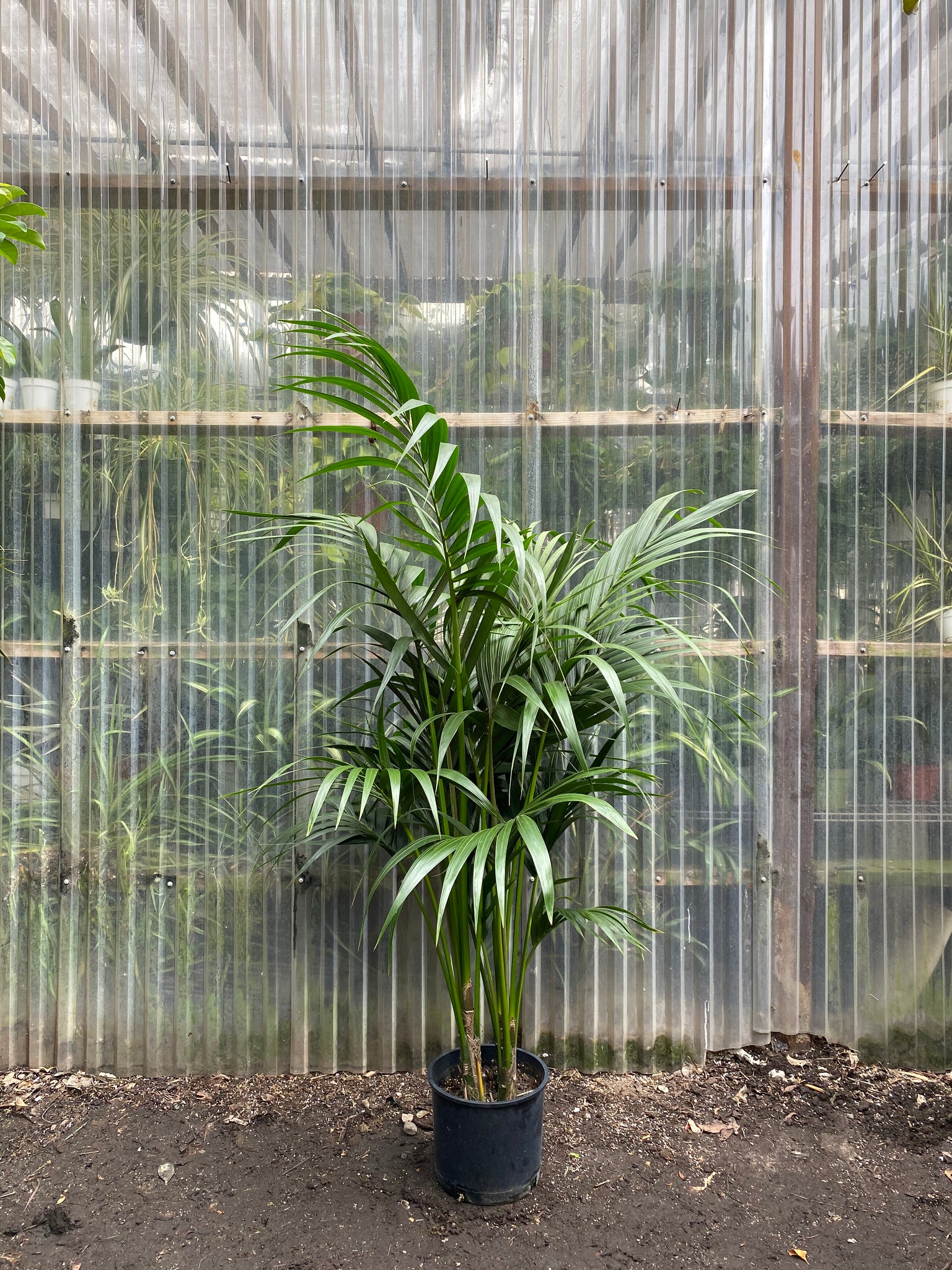 kentia palm plants indoor Kentia Palm | Howeia forsteriana