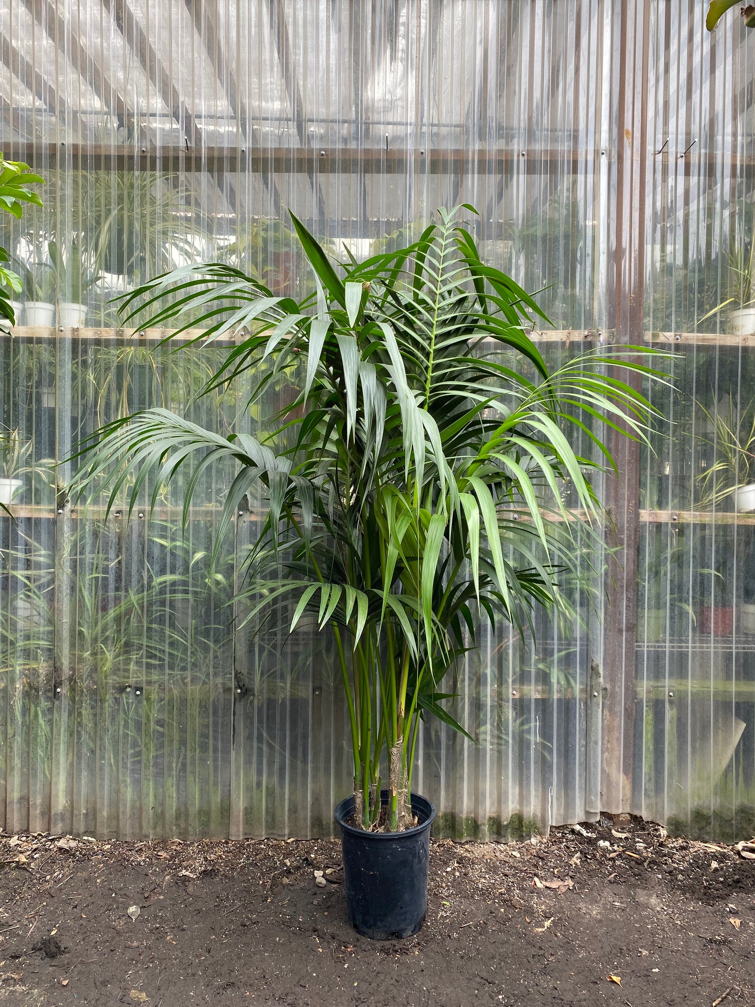 palm plants Kentia Palm | Howeia forsteriana