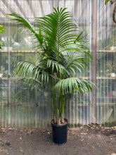 Load image into Gallery viewer, Kentia Palm - Mickey Hargitay Plants