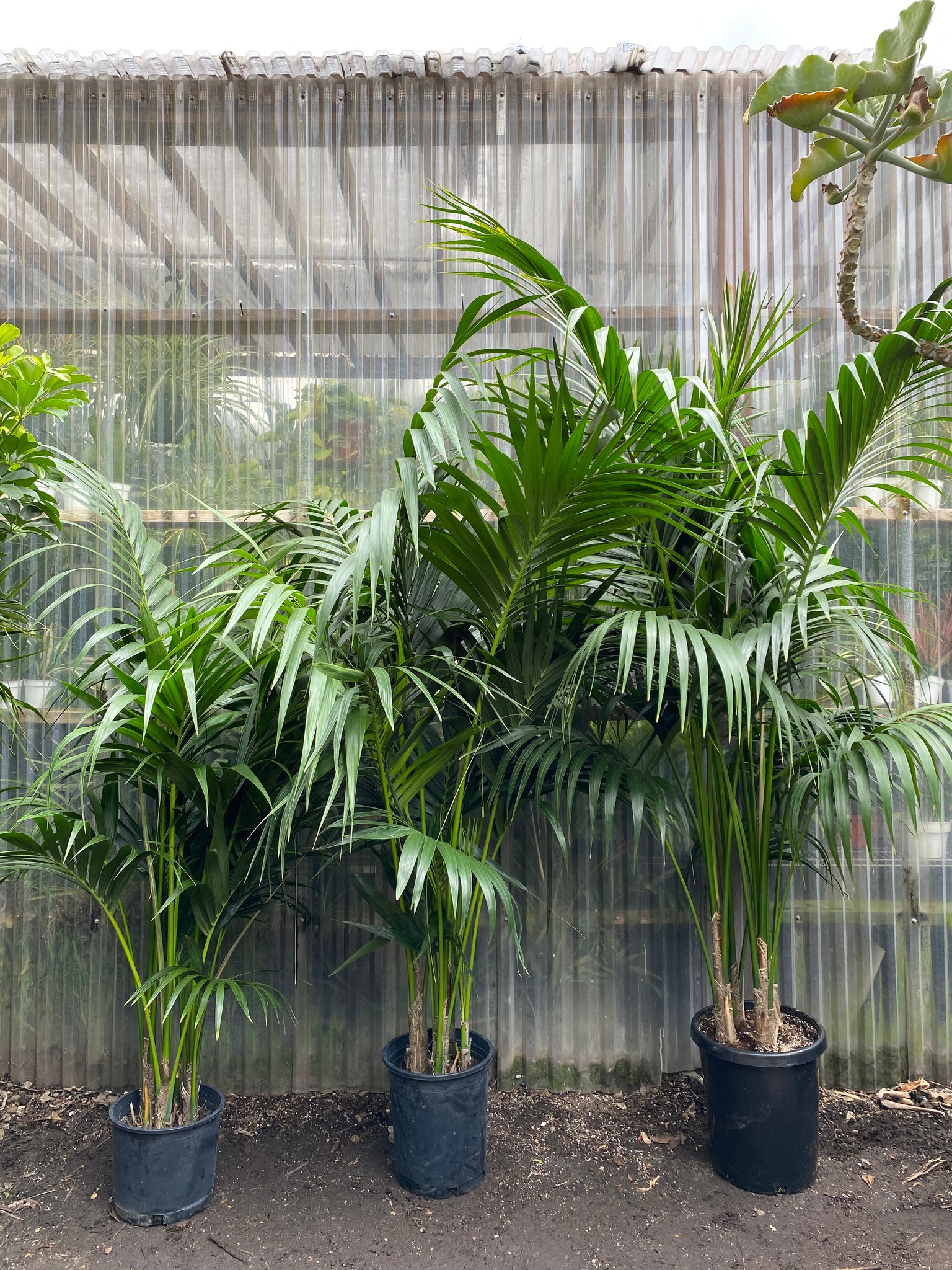 indoor palm plants near me Kentia Palm | Howeia forsteriana