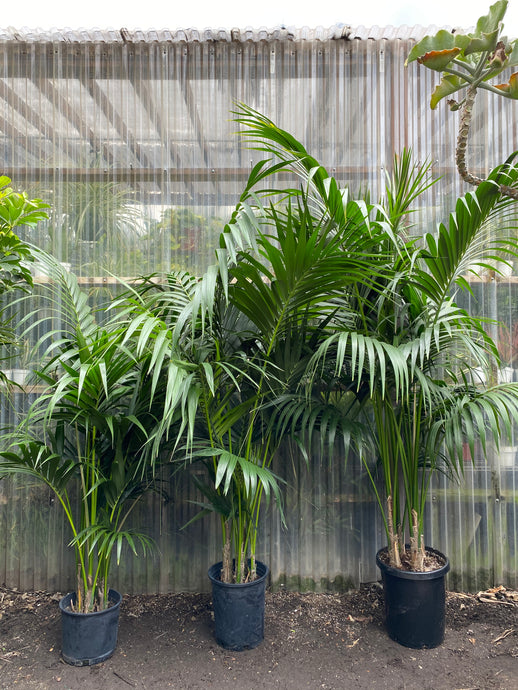 Kentia Palm - Mickey Hargitay Plants