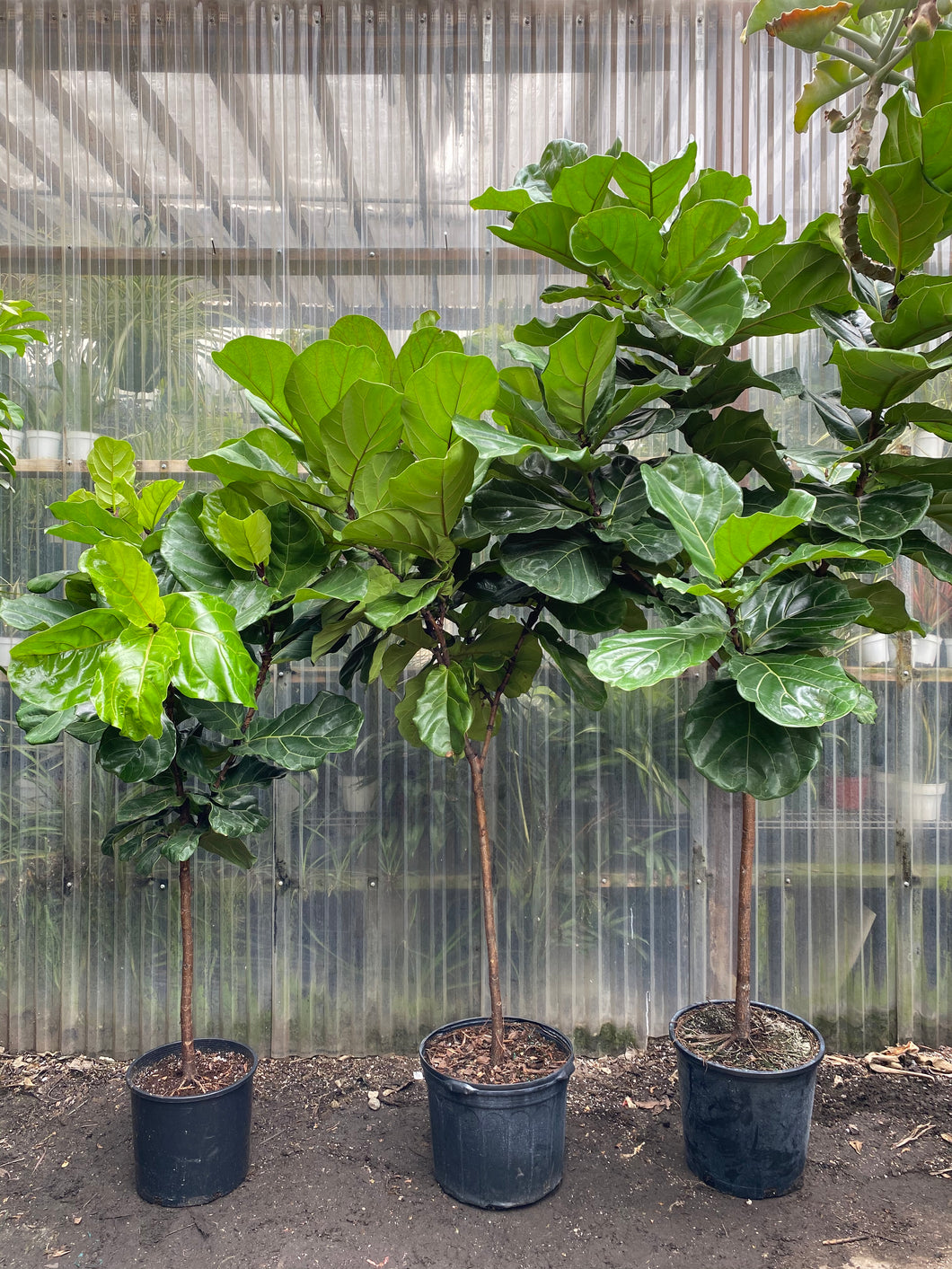 fiddle leaf fig patio Fiddle Leaf Fig | Ficus Lyrata