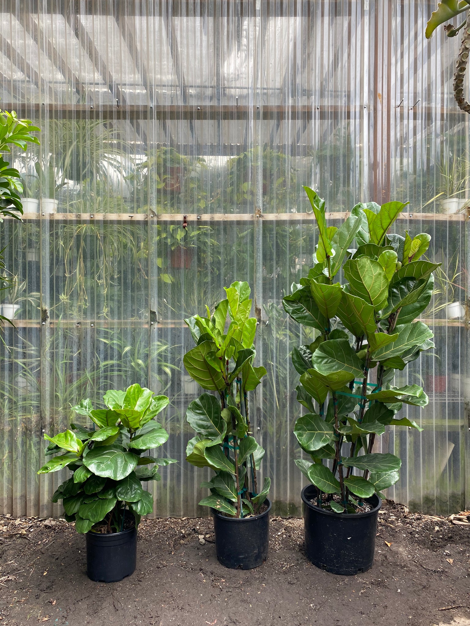 fiddle leaf fig tree form Fiddle Leaf Fig | Ficus Lyrata