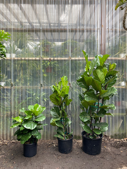 Fiddle Leaf Fig - Column - Mickey Hargitay Plants