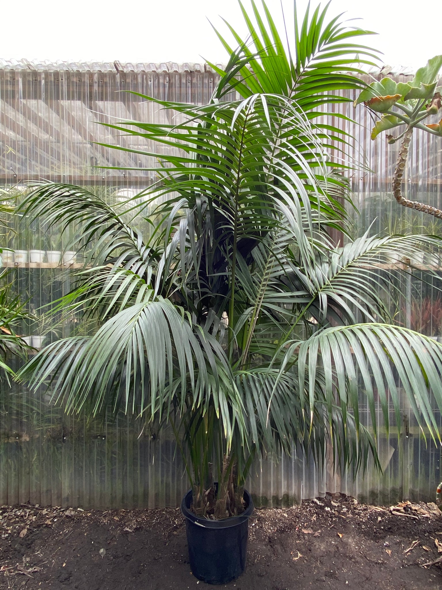kentia palm plant Kentia Palm | Howeia forsteriana