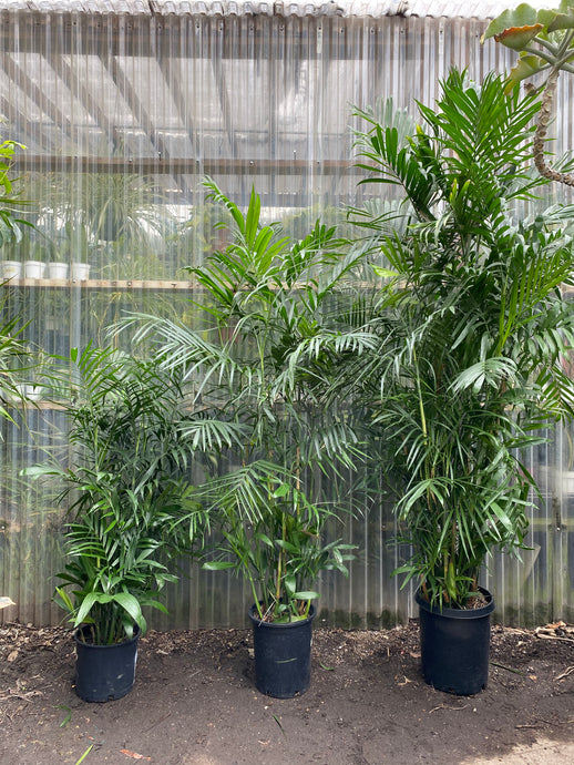 Bamboo Palm - Mickey Hargitay Plants