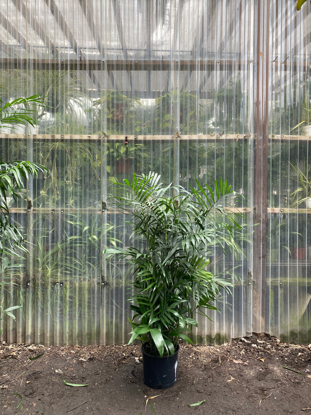 bamboo palm plant indoor Bamboo Palm – Mickey Hargitay Plants