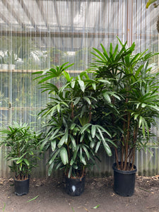 Rhapis Palm | Lady Palm - Mickey Hargitay Plants