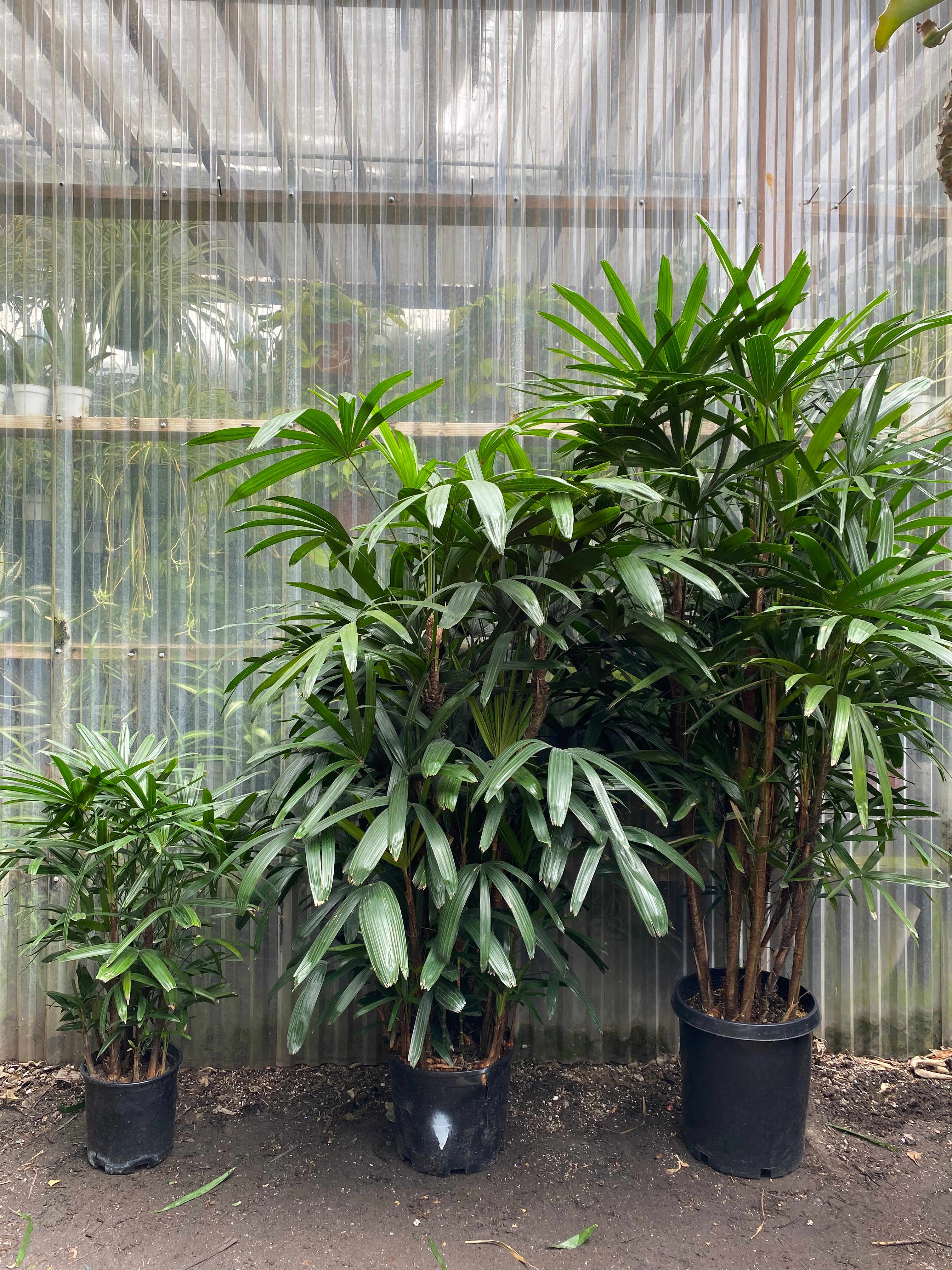 lady palm house plant Rhapis Palm