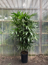 Load image into Gallery viewer, Rhapis Palm | Lady Palm - Mickey Hargitay Plants