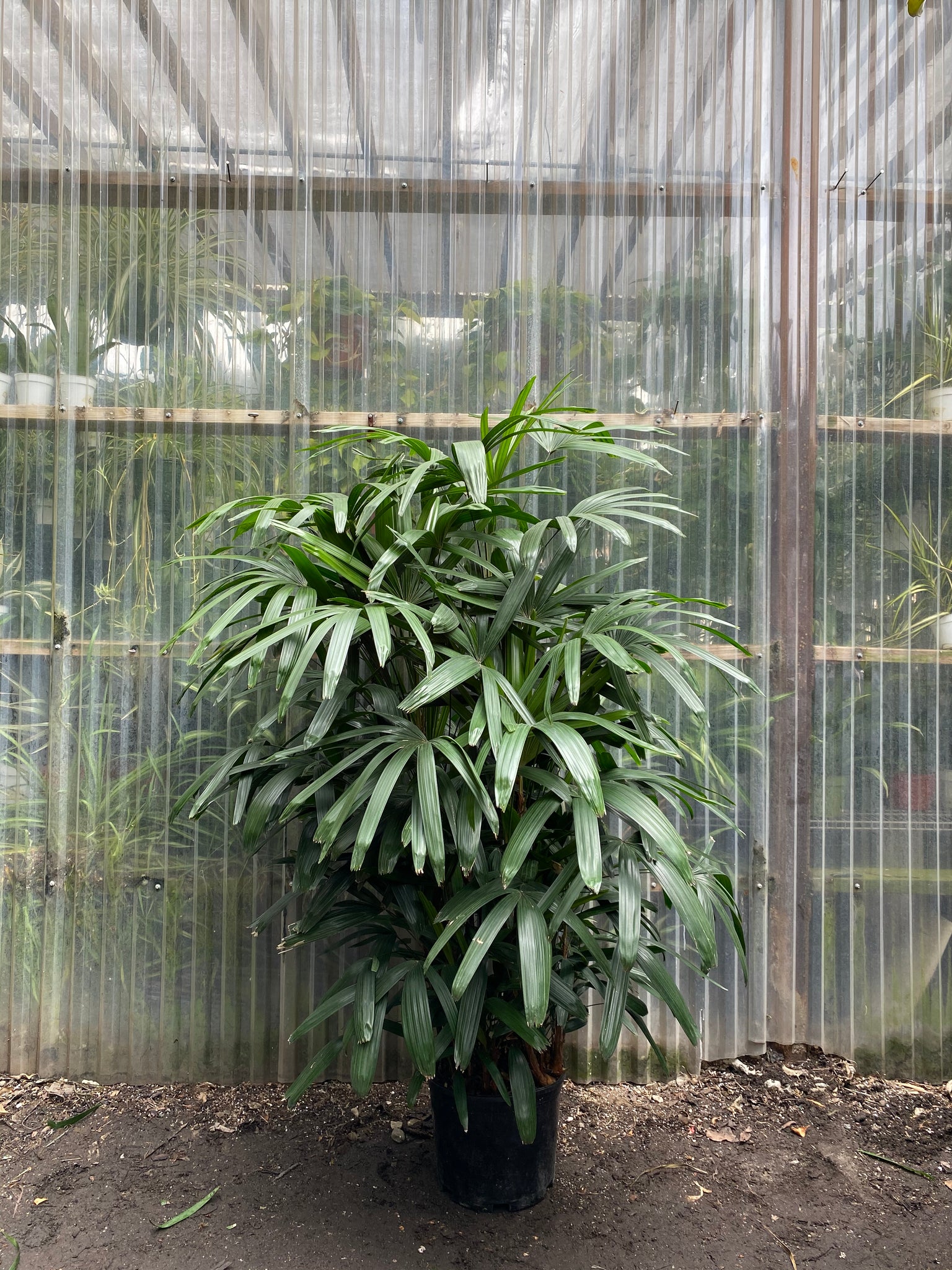 rhapis excelsa indoor plant Rhapis Palm