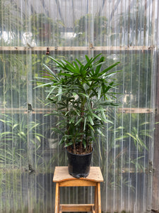 Rhapis Palm | Lady Palm - Mickey Hargitay Plants
