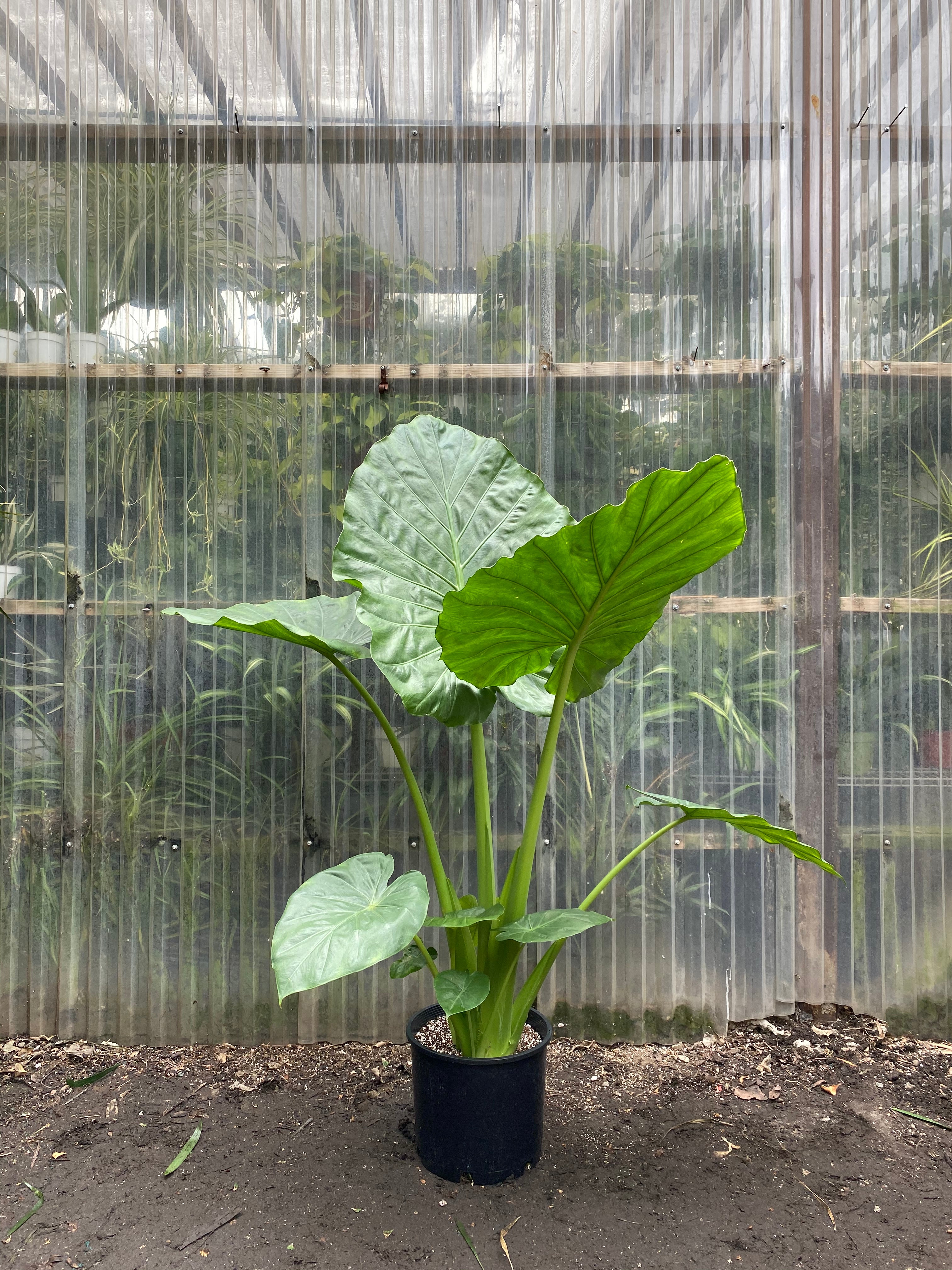 alocasia calidora plant Alocasia Calidora