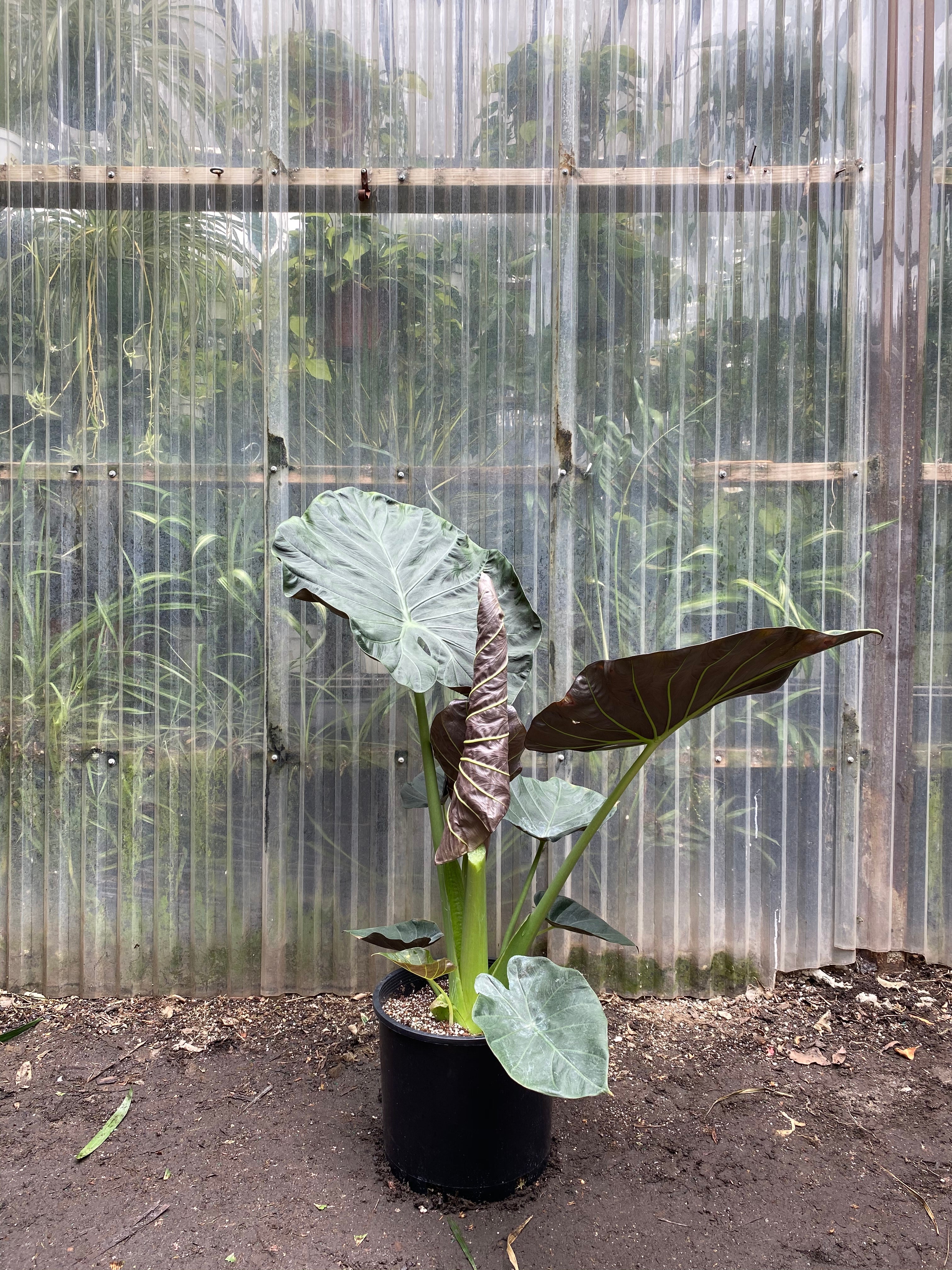 alocasia regal shields elephant ear plant Alocasia Regal Shields