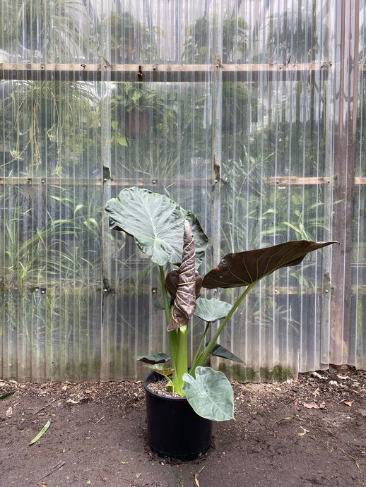 Alocasia Regal Shields - Mickey Hargitay Plants