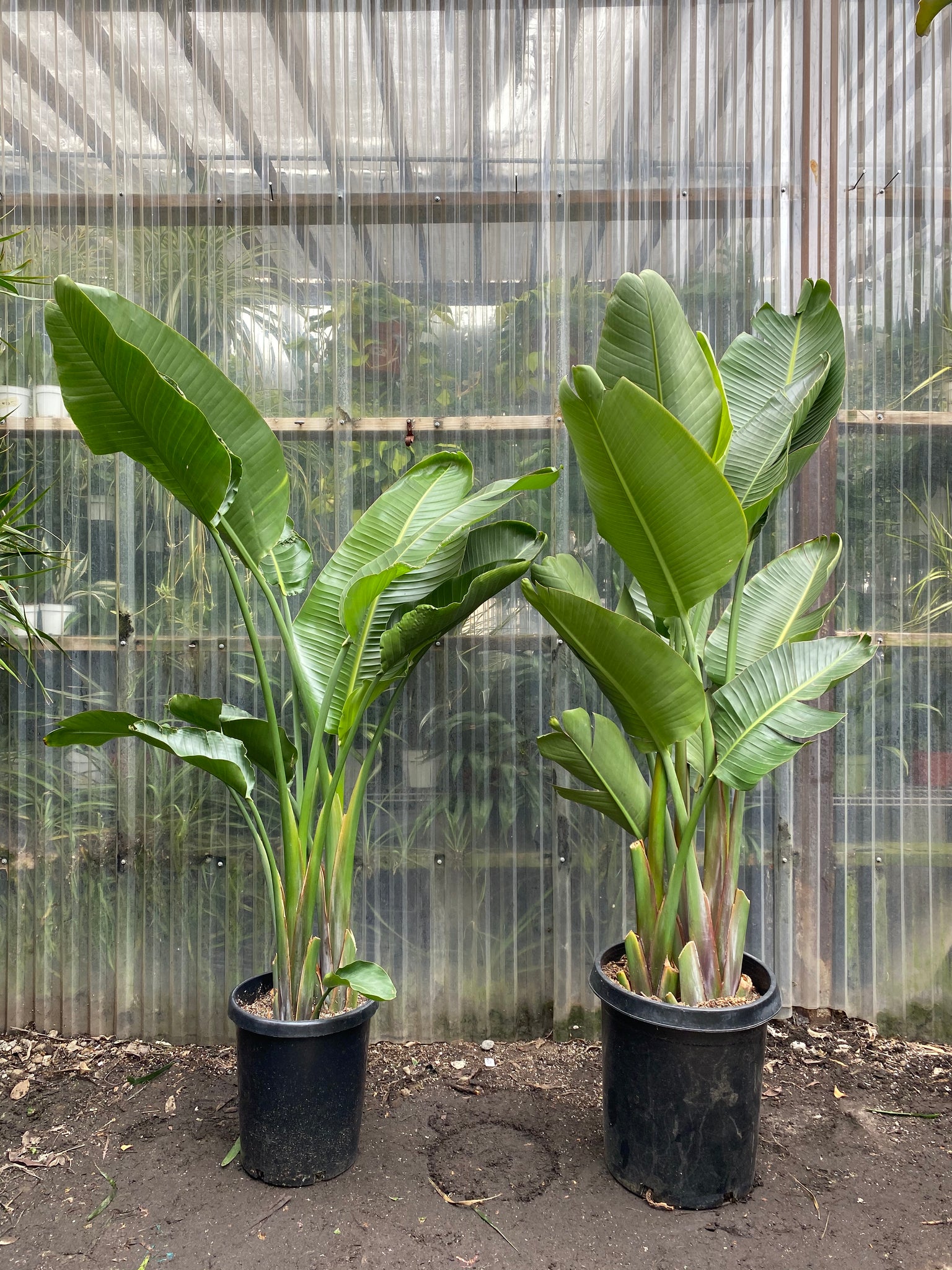 large bird of paradise plant indoor Strelitzia nicolai | Giant Bird of Paradise