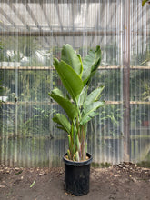 Load image into Gallery viewer, Giant Bird of Paradise - Mickey Hargitay Plants