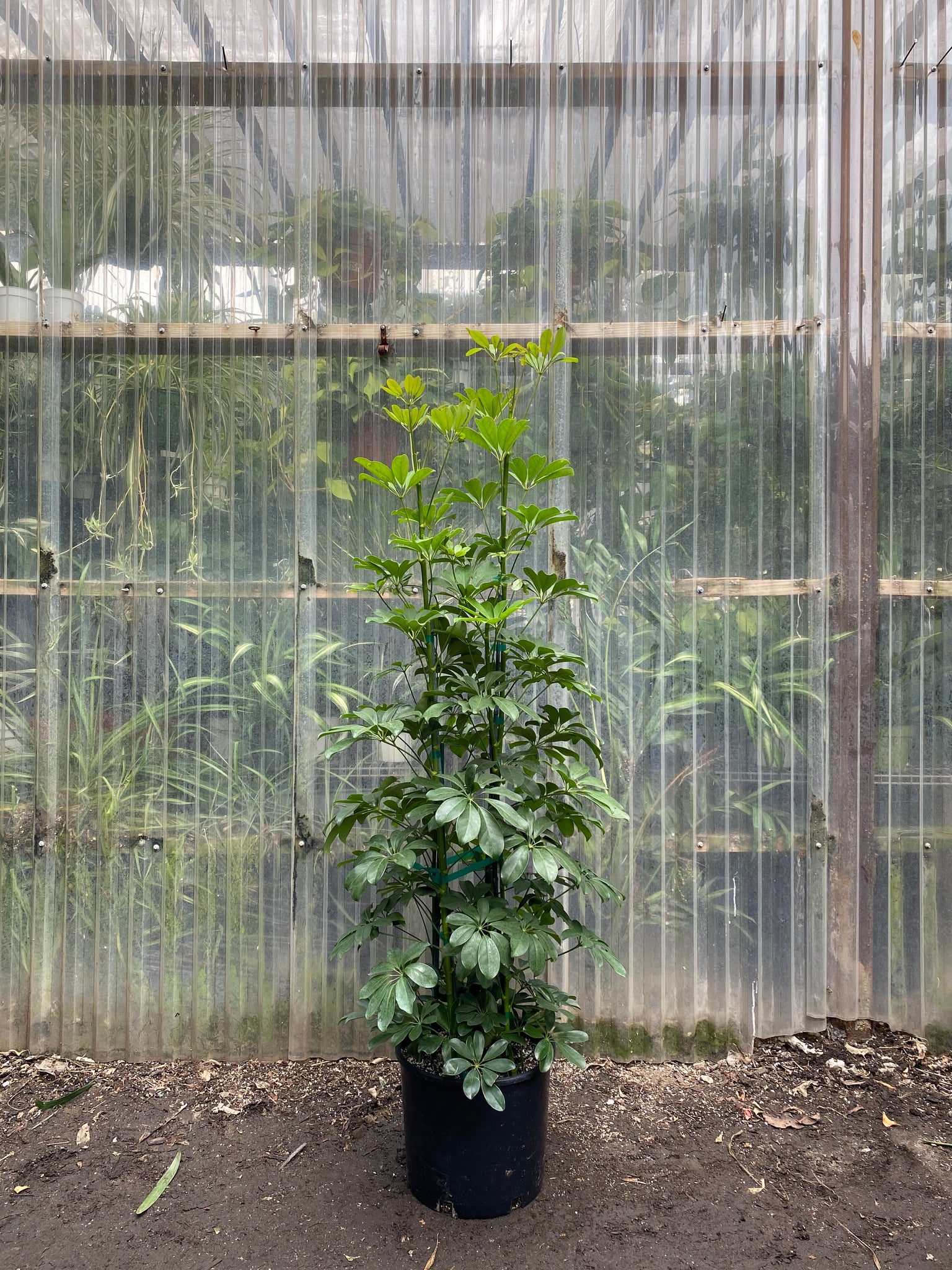 24in box schefflera arboricola Schefflera arboricola