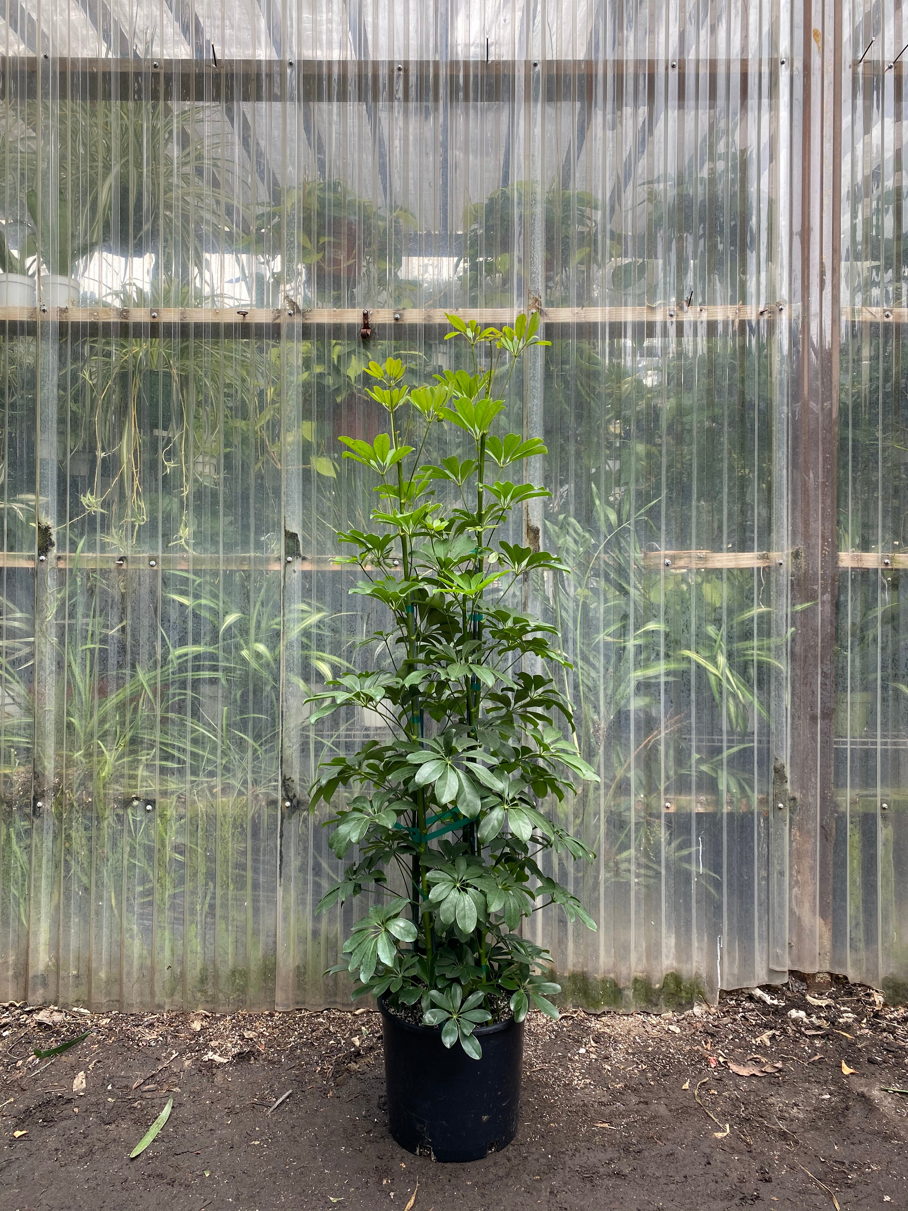 arboricola tower ginger schefflera landscape plan Schefflera arboricola