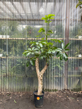 Load image into Gallery viewer, Schefflera Amate - Mickey Hargitay Plants