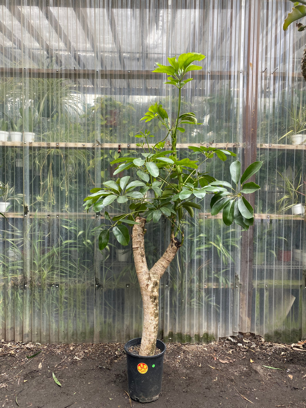 Schefflera Amate - Mickey Hargitay Plants