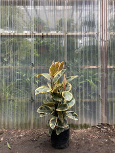 ficus tineke rubber tree plant Rubber Plant | Ficus elastica | Tineke