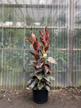 Load image into Gallery viewer, Ficus elastica - Ruby - Mickey Hargitay Plants