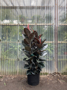 burgundy rubber tree toxic Rubber Plant | Ficus elastica | Burgundy