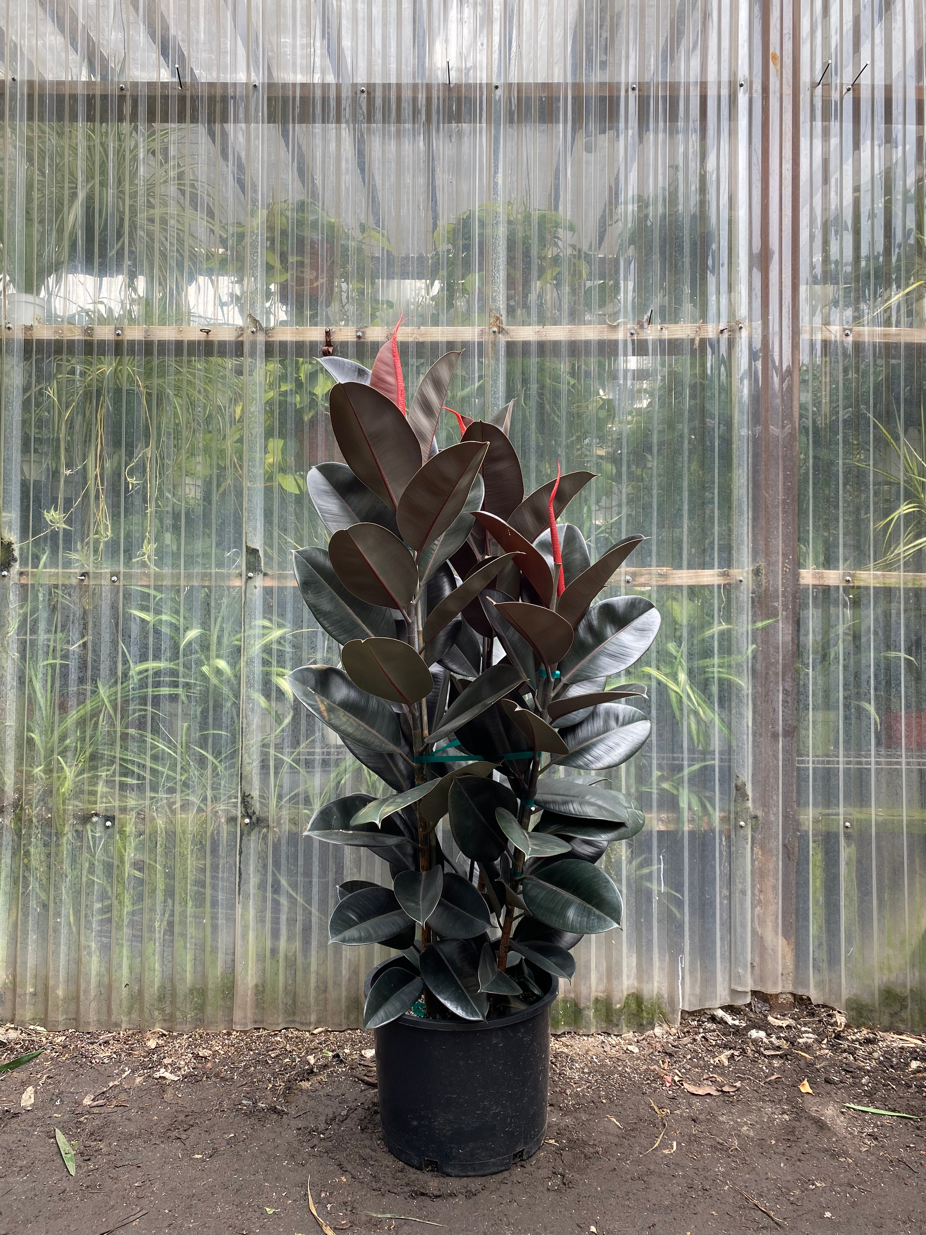 indoor rubber plant for sale Ficus elastica