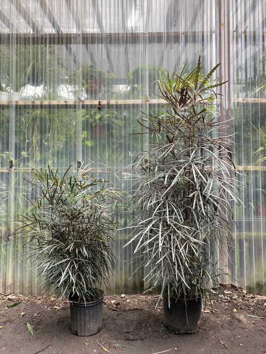 False Aralia - Mickey Hargitay Plants