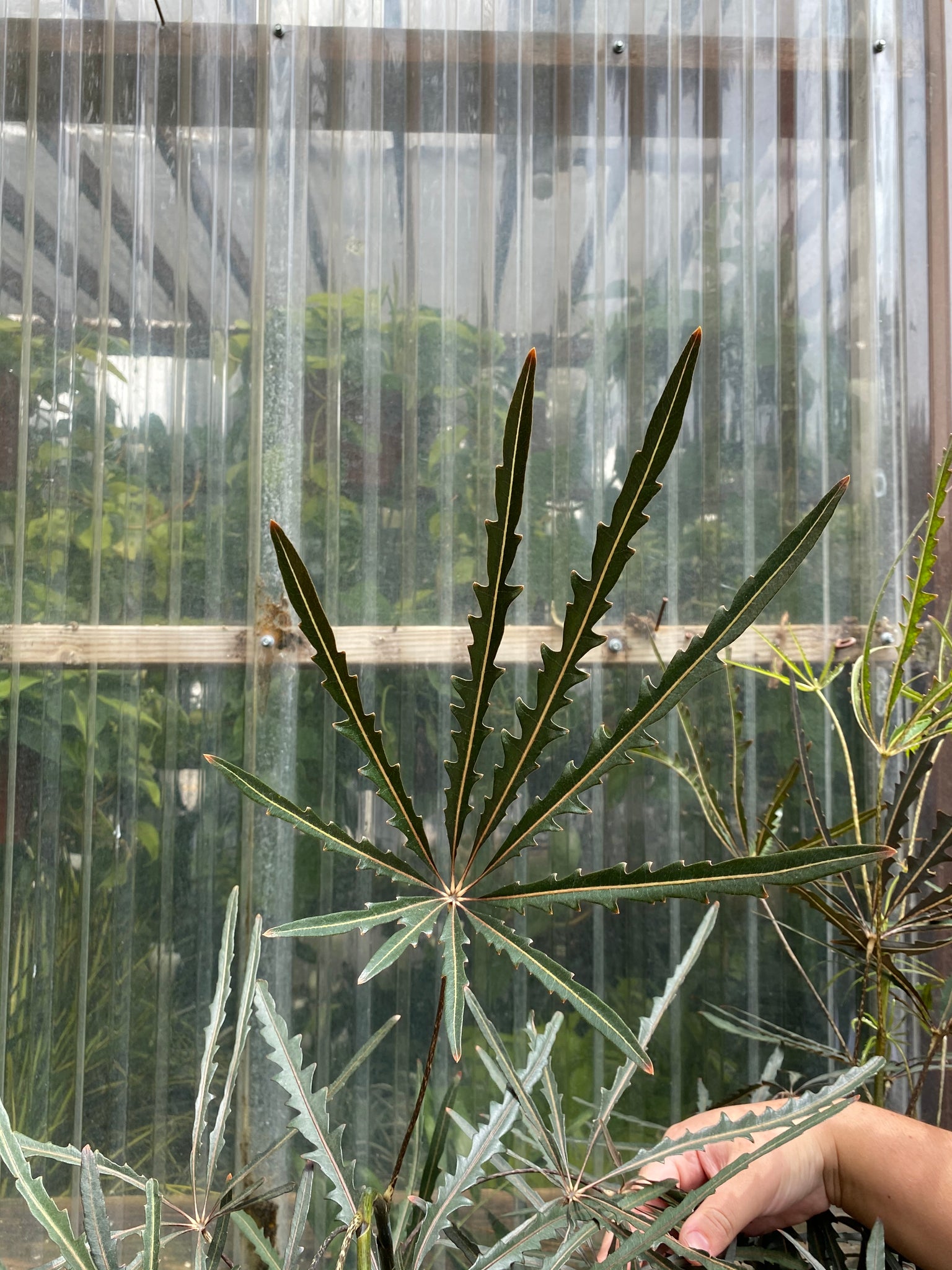 false aralia indoor plant Dizygotheca elegantissima | False Aralia