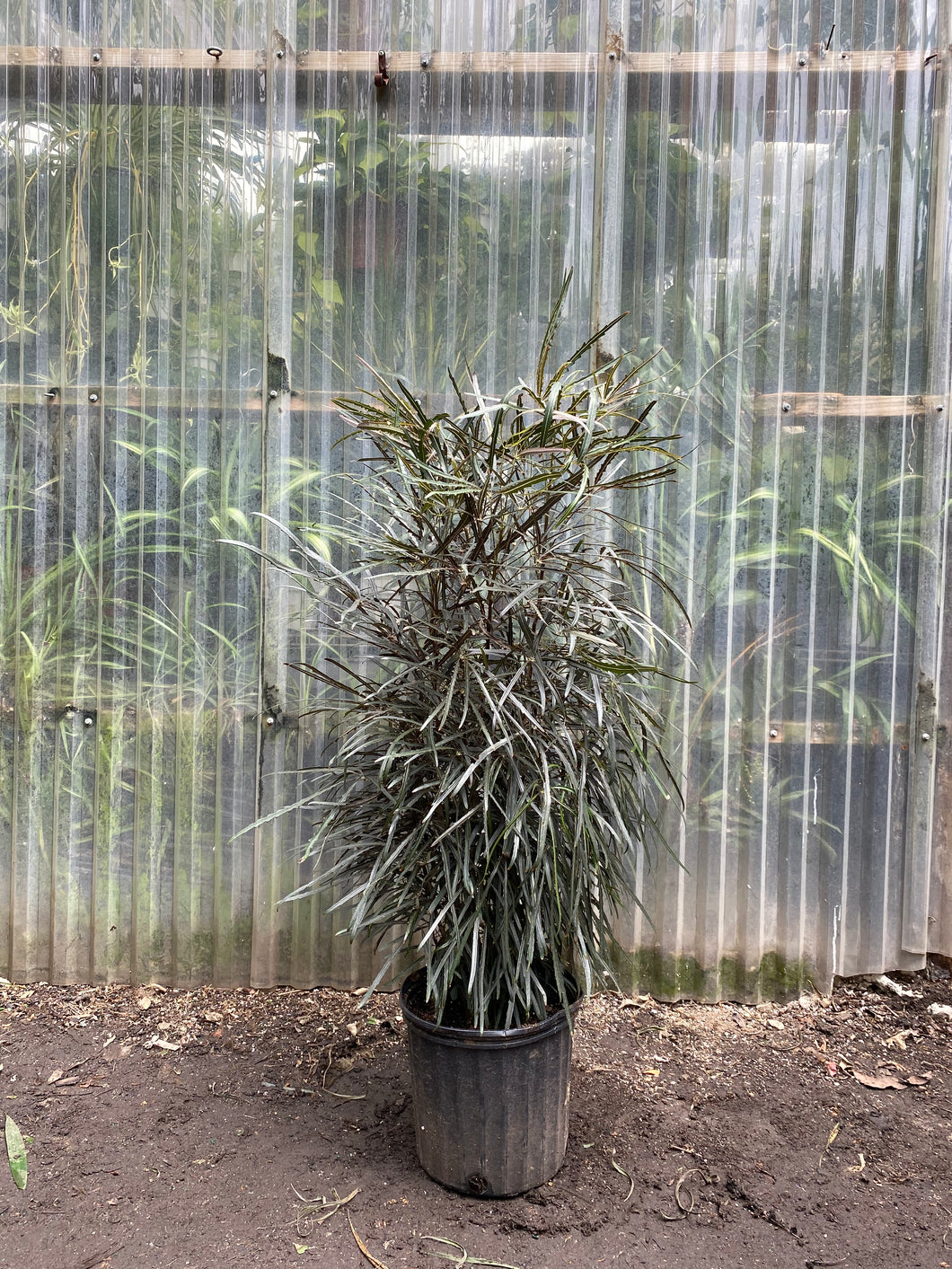 False Aralia - Mickey Hargitay Plants