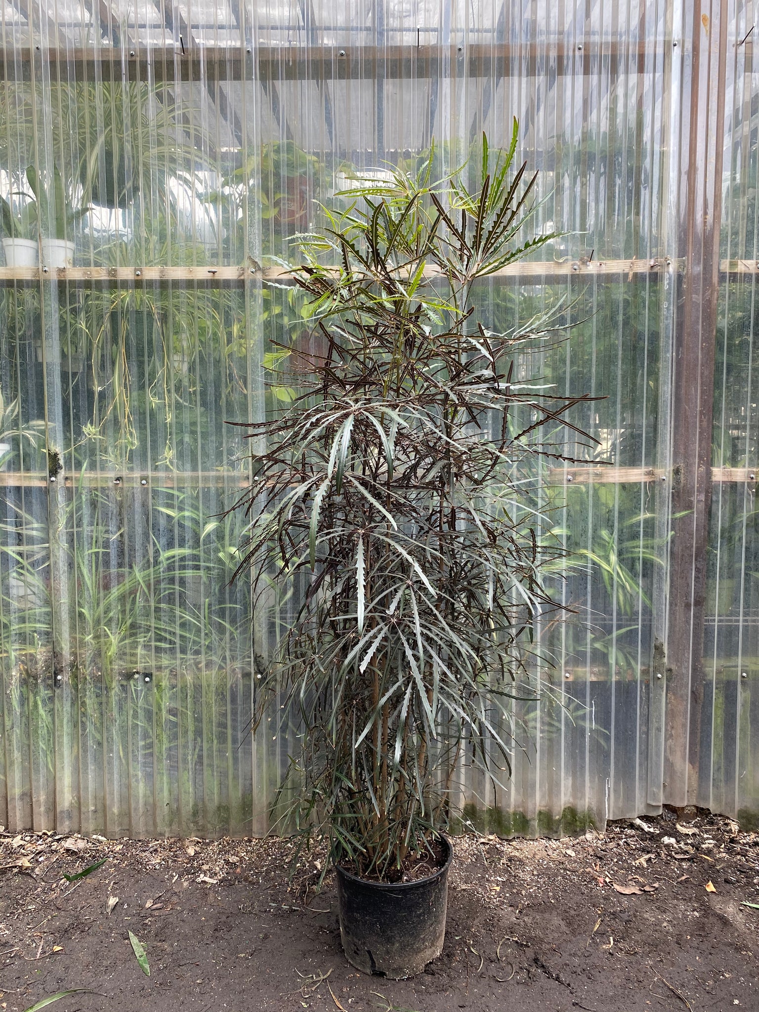 false aralia indoor plant Dizygotheca elegantissima | False Aralia